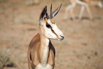 Baby Springbok in the Kalahari desert