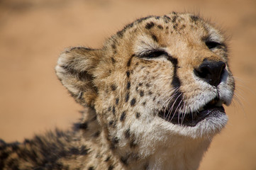 cheetah in Harnas