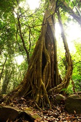 Giant Tree in the rain forest.