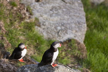 Atlantic Puffin