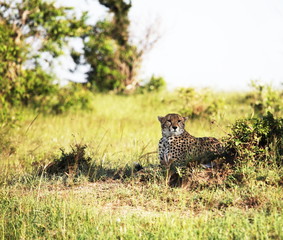 Gepard © Galyna Andrushko