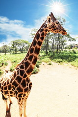 Girafe