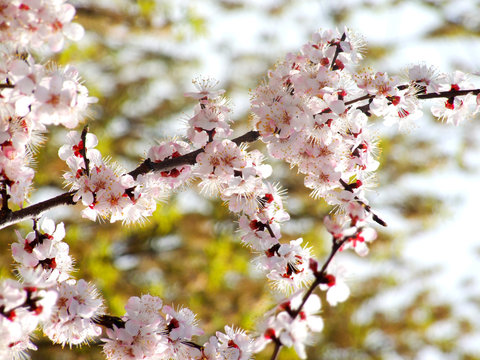 Blossoming dried apricots