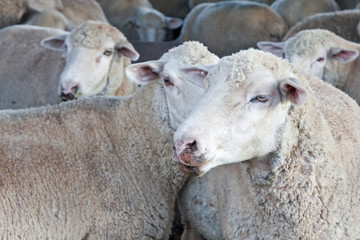 Flock of sheep in their pen