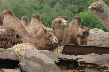 camels