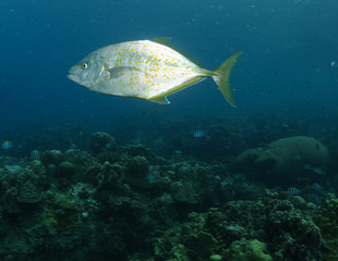 Fototapeta na wymiar Travelli fish