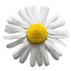 Camomile flower