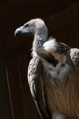 Geier im Licht