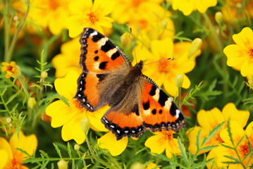 The butterfly on yellow colors