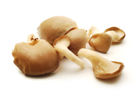 mushrooms isolated