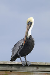 brown pelican, pelecanus occidentalis