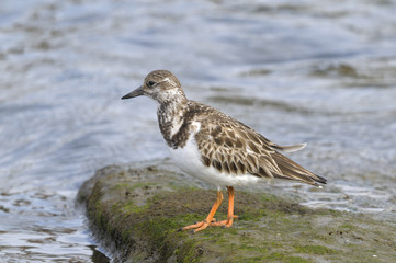 arenaria interpres, ruddy turnstone