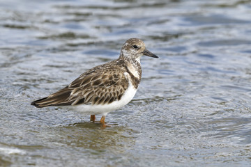 arenaria interpres, ruddy turnstone
