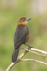 boat-tailed grackle,  quiscalus major
