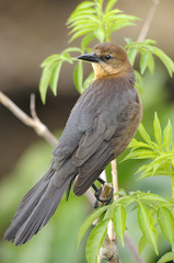 boat-tailed grackle,  quiscalus major