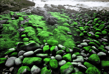 france,bretagne,22 : algues et galets sur la côte d'émeraude