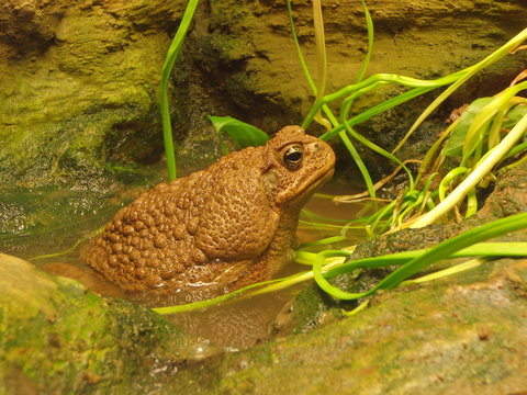 Cane Toad (Bufo Marinus)