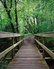 Obraz premium leśne ścieżki