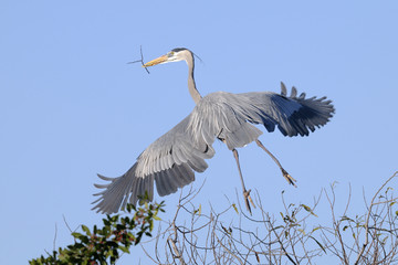 great blue heron, ardea herodias