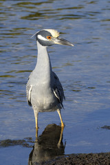 nycticorax violaceus, yellow-crowned night heron