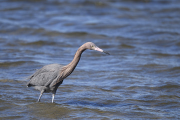reddish egret,  egretta rufescens