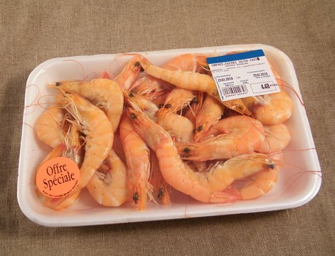 Shrimp
