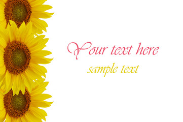 Yellow sunflowers isolated on white background