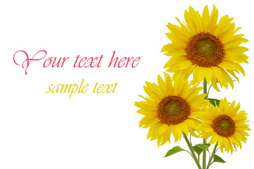 Yellow sunflowers isolated on white background