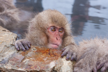Japanese snow monkey