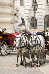 Fototapeta na wymiar Horsedrawn carriage on the platz by the Hofburg Palace, Vienna