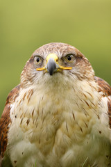 Ferruginous hawk (Butea Regalis)