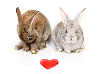 young rabbits