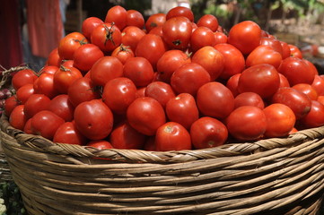 Tomaten-Ernte