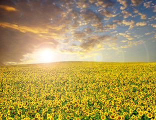 Obraz premium sunflower field