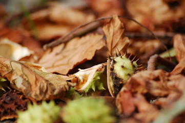 Herbst