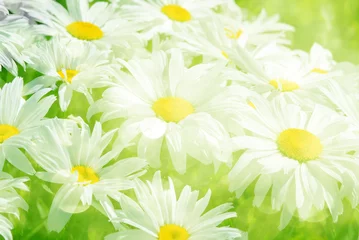 Cercles muraux Marguerites background with daisies