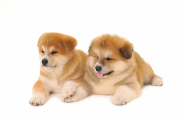Two  Akita Inu puppy dogs on white background