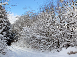 winter im wald