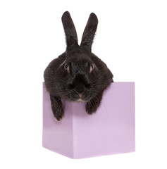 rabbit in a box.