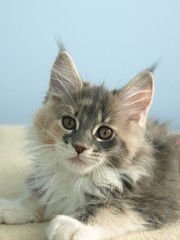 koteczka maine-coon © ANA2