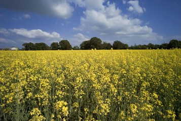 oil seed rape