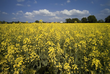 Obraz premium oil seed rape