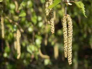 Blossoms of birch (catkins)