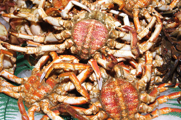 spider-crabs