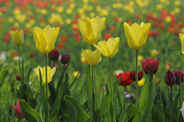 Tulpen