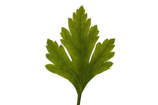 Parsley leaf