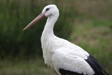 Portrait of a white stork