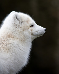 Artic fox