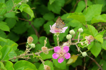 Brombeerblüte - flower from blackberry 03