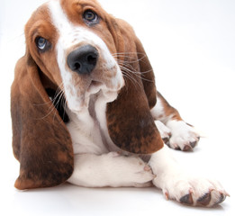 basset hound puppy closeup - 20330803